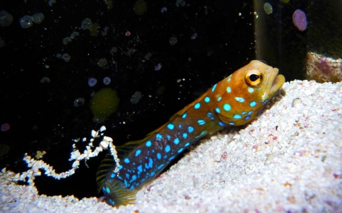 Top những phong thủy hiện đại nhất năm 2024