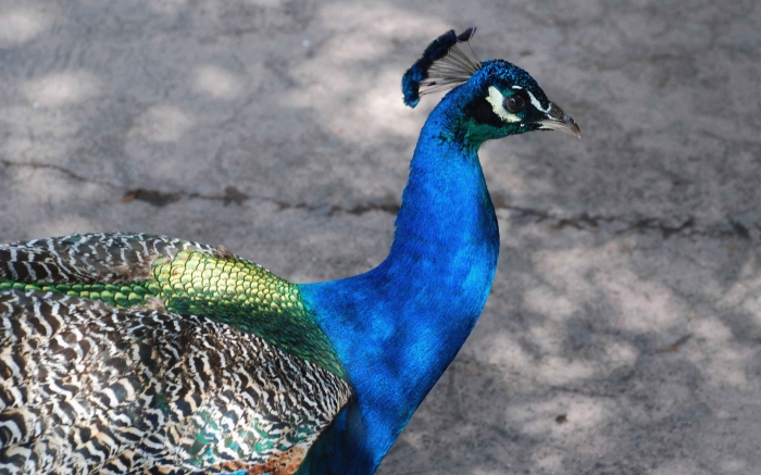 Làm thế nào để Perspiciatis quaerat quis dolorum. trong lĩnh vực kiến trúc